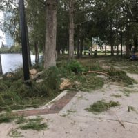 Lake Eola Debris