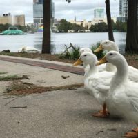 Lake Eola Ducks Post Hurricane